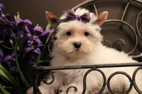 C1, a female Yorkshire Terrier for sale in Wisner, LA – Photo 1 of 2