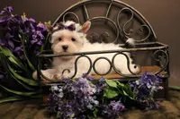 C1, a female Yorkshire Terrier for sale in Wisner, LA – Photo 2 of 2