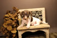 F1, a male Miniature Dachshund for sale in Wisner, LA – 2 of 2