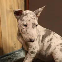 C4(blue Merle), a male Miniature Bull Terrier for sale in Wisner, LA – Photo 2 of 3