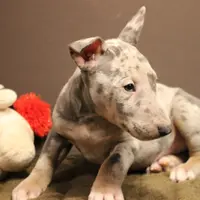 C4(blue Merle), a male Miniature Bull Terrier for sale in Wisner, LA – Photo 1 of 3