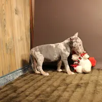 C4(blue Merle), a male Miniature Bull Terrier for sale in Wisner, LA – Photo 3 of 3