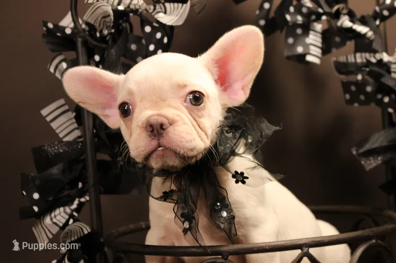 T1 – French Bulldog puppy for sale in Wisner, LA
