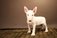 S5(white chocolate), a male Miniature Bull Terrier for sale in Wisner, LA – 2 of 3