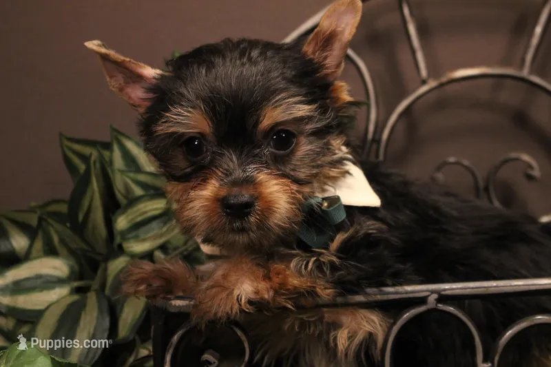 DX2 – Yorkshire Terrier puppy for sale in Wisner, LA