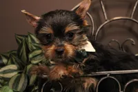 DX2, a male Yorkshire Terrier for sale in Wisner, LA – 1 of 2