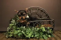 DX2, a male Yorkshire Terrier for sale in Wisner, LA – 2 of 2