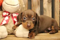 RC1(pending), a male Miniature Dachshund for sale in Wisner, LA – Photo 1 of 2