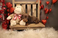 RC1(pending), a male Miniature Dachshund for sale in Wisner, LA – Photo 2 of 2