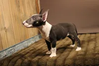 S3, a female Miniature Bull Terrier for sale in Wisner, LA – 2 of 3