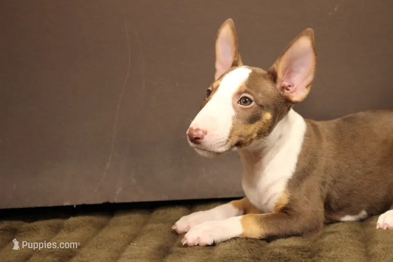 S1 – Miniature Bull Terrier puppy for sale in Wisner, LA