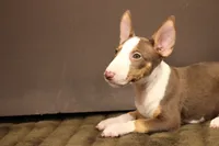 S1, a female Miniature Bull Terrier for sale in Wisner, LA – 1 of 3
