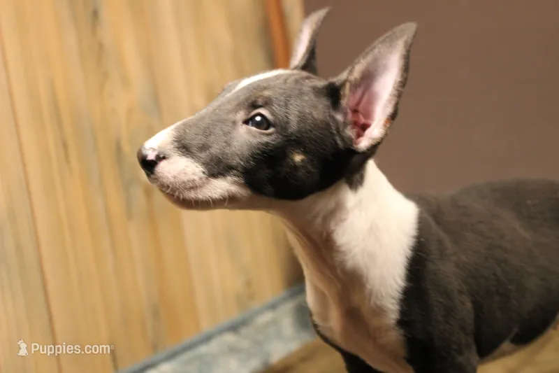 S3 – Miniature Bull Terrier puppy for sale in Wisner, LA