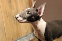 S3, a female Miniature Bull Terrier for sale in Wisner, LA – 1 of 3