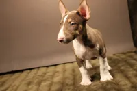 S2, a female Miniature Bull Terrier for sale in Wisner, LA – 3 of 3