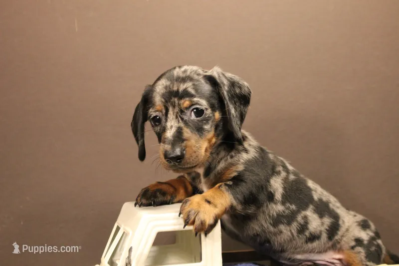 R1 (Dapple) – Miniature Dachshund puppy for sale in Wisner, LA