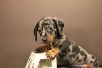 R1 (Dapple), a male Miniature Dachshund for sale in Wisner, LA – 1 of 2