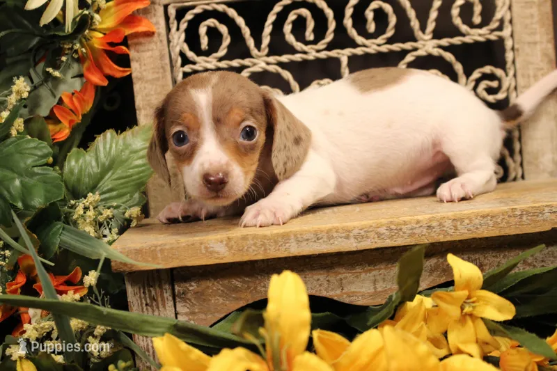F1(dapple piebald) – Miniature Dachshund puppy for sale in Wisner, LA