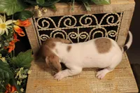 F1(dapple piebald), a female Miniature Dachshund for sale in Wisner, LA – 3 of 3
