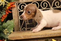 F1(dapple piebald), a female Miniature Dachshund for sale in Wisner, LA – 2 of 3