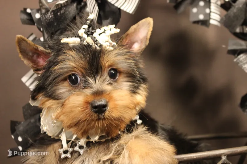 C1 – Yorkshire Terrier puppy for sale in Wisner, LA