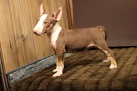 S1, a female Miniature Bull Terrier for sale in Wisner, LA – 3 of 3