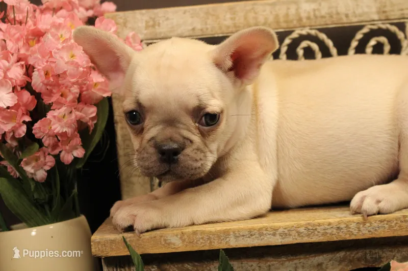 N1 – French Bulldog puppy for sale in Wisner, LA
