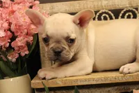 N1, a female French Bulldog for sale in Wisner, LA – 1 of 3