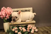 N1, a female French Bulldog for sale in Wisner, LA – 3 of 3