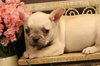N1, a female French Bulldog for sale in Wisner, LA – 2 of 3