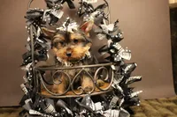 C1, a female Yorkshire Terrier for sale in Wisner, LA – 2 of 2
