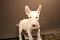 S5(white chocolate), a male Miniature Bull Terrier for sale in Wisner, LA – 3 of 3