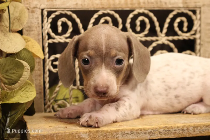 F2(Isabella lots of ticking spots) – Miniature Dachshund puppy for sale in Wisner, LA