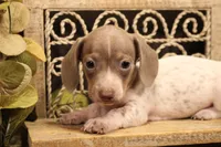 F2(Isabella lots of ticking spots), a male Miniature Dachshund for sale in Wisner, LA – 1 of 2