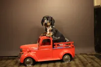 R2, a male Miniature Dachshund for sale in Wisner, LA – 2 of 2