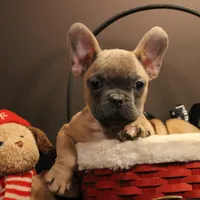 J2, a female French Bulldog for sale in Wisner, LA – Photo 1 of 2