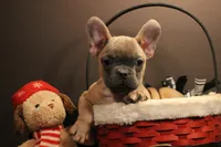 J2, a female French Bulldog for sale in Wisner, LA – Photo 1 of 2