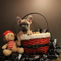 J2, a female French Bulldog for sale in Wisner, LA – Photo 2 of 2