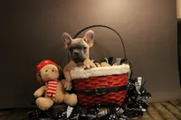 J2, a female French Bulldog for sale in Wisner, LA – Photo 2 of 2