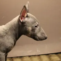 C1(blue), a male Miniature Bull Terrier for sale in Wisner, LA – Photo 1 of 3