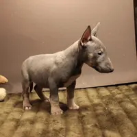 C1(blue), a male Miniature Bull Terrier for sale in Wisner, LA – Photo 2 of 3