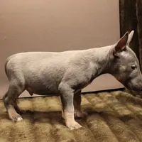 C1(blue), a male Miniature Bull Terrier for sale in Wisner, LA – Photo 3 of 3