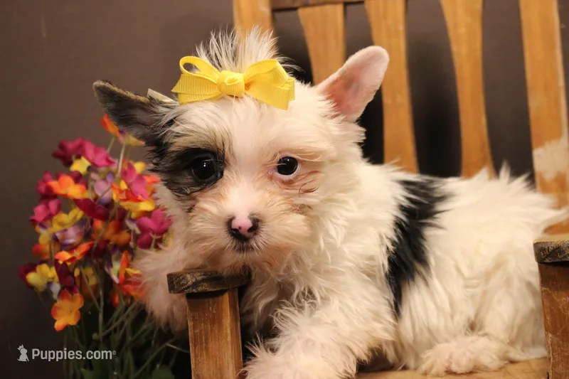 DX3 – Yorkshire Terrier puppy for sale in Wisner, LA