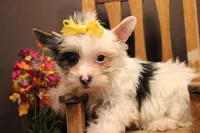 DX3, a female Yorkshire Terrier for sale in Wisner, LA – 1 of 2
