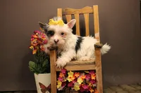 DX3, a female Yorkshire Terrier for sale in Wisner, LA – 2 of 2