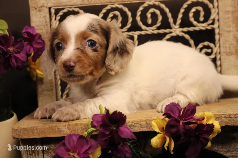 F5(dapple LONGHAIR) – Miniature Dachshund puppy for sale in Wisner, LA