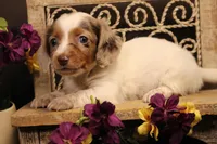 F5(dapple LONGHAIR), a female Miniature Dachshund for sale in Wisner, LA – 1 of 3