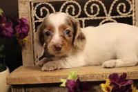 F5(dapple LONGHAIR), a female Miniature Dachshund for sale in Wisner, LA – 2 of 3