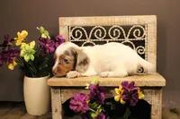 F5(dapple LONGHAIR), a female Miniature Dachshund for sale in Wisner, LA – 3 of 3