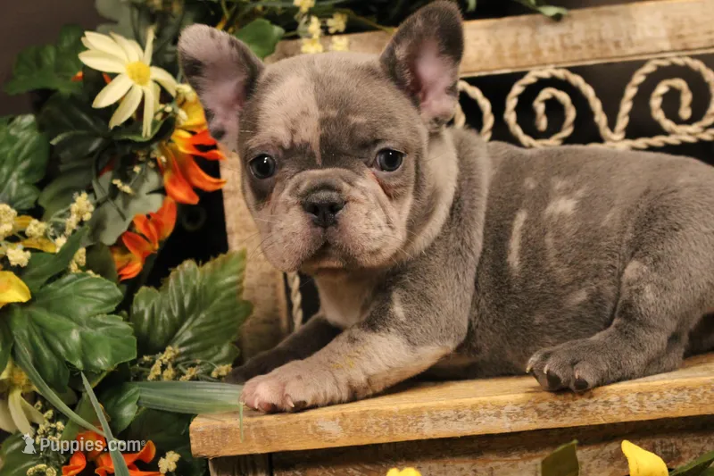 N4(blue merle) – French Bulldog puppy for sale in Wisner, LA
